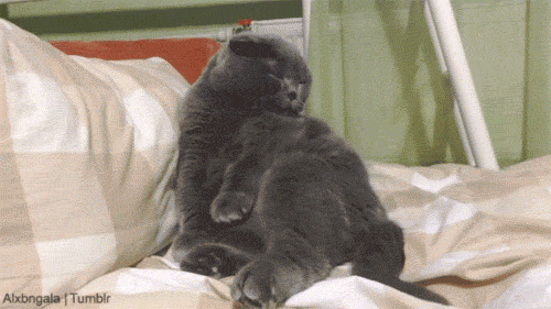 tumblr_nf5xapVS5U1qbxi45o3_r1_500.gif