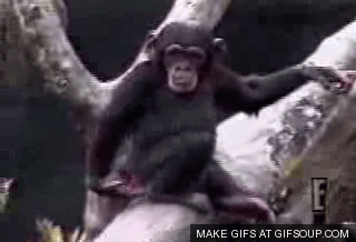monkey-smells-butt-o.gif