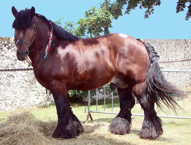 ardennais-horse.jpg