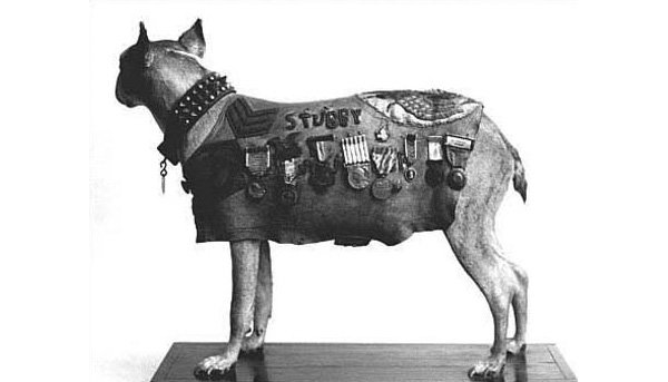 armydog0.jpg