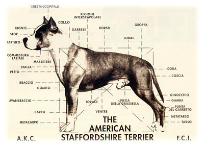 Amstaff%20Standard%201.jpg