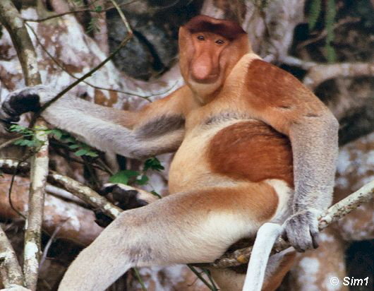 Cd7_004_33_Nose_Monkey_VT3.jpg