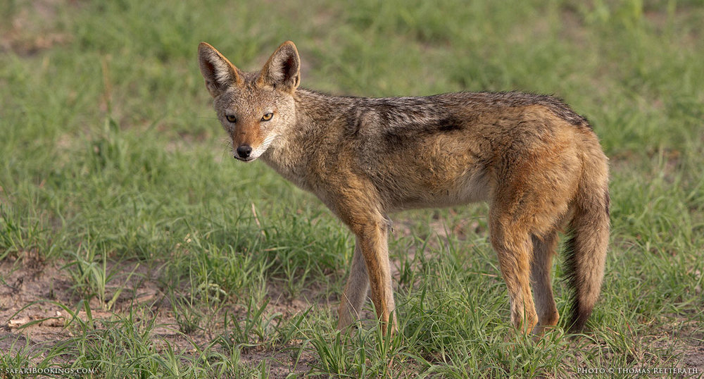 Black-backed-Jackal-BW_1200px.jpg