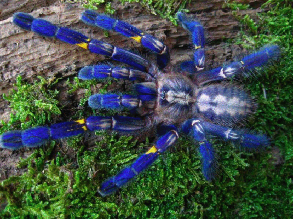 1-blue-tarantula.png