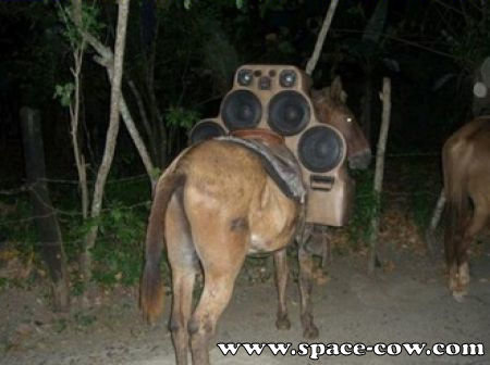 new+audio+system+for+your+donkey+funny+a
