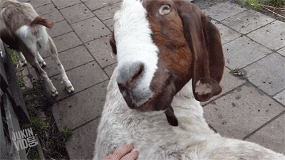 apo9735_460sa_v1.gif