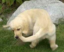 dog-chasing-tail.jpg