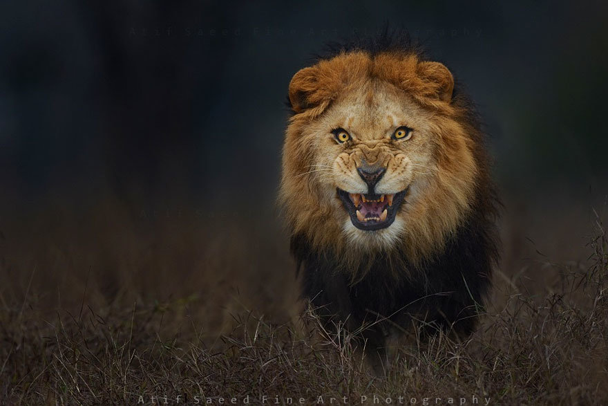 lion-attack-photo-portrait-wildlife-phot